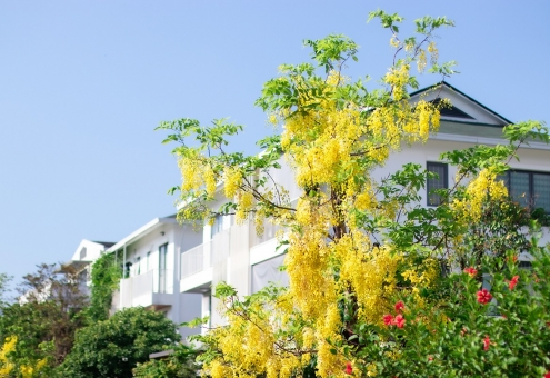 Hoa muồng Hoàng yến tại Ecogarden